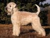 Irischer Soft Coated Wheaten Terrier Hund