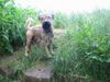 Irischer Soft Coated Wheaten Terrier Hund