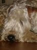 Irischer Soft Coated Wheaten Terrier Hund