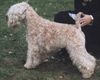 Irischer Soft Coated Wheaten Terrier Hund