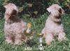 Irischer Soft Coated Wheaten Terrier Hund