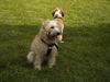 Irischer Soft Coated Wheaten Terrier Hund