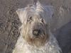 Irischer Soft Coated Wheaten Terrier Hund