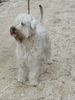 Irischer Soft Coated Wheaten Terrier Hund