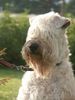 Irischer Soft Coated Wheaten Terrier Hund