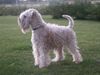 Irischer Soft Coated Wheaten Terrier Hund