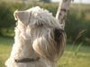 Irischer Soft Coated Wheaten Terrier Hund