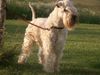 Irischer Soft Coated Wheaten Terrier Hund