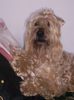 Irischer Soft Coated Wheaten Terrier Hund