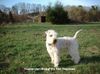 Irischer Soft Coated Wheaten Terrier Hund