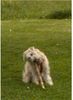 Irischer Soft Coated Wheaten Terrier Hund