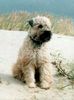 Irischer Soft Coated Wheaten Terrier Hund