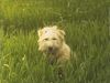 Irischer Soft Coated Wheaten Terrier Hund