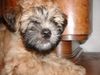 Irischer Soft Coated Wheaten Terrier Hund