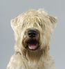 Irischer Soft Coated Wheaten Terrier Hund