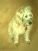 Irischer Soft Coated Wheaten Terrier Hund