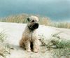 Irischer Soft Coated Wheaten Terrier Hund