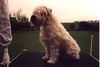 Irischer Soft Coated Wheaten Terrier Hund