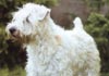 Irischer Soft Coated Wheaten Terrier Hund