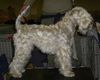 Irischer Soft Coated Wheaten Terrier Hund