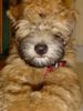 Irischer Soft Coated Wheaten Terrier Hund