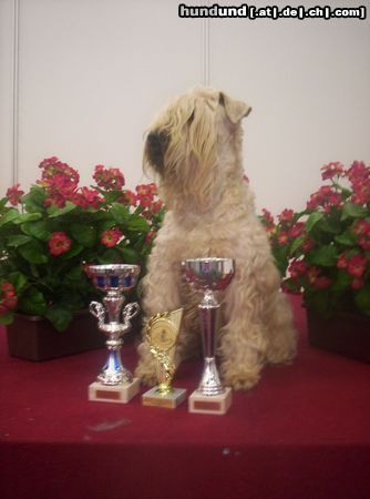 Irischer Soft Coated Wheaten Terrier Veteran champion