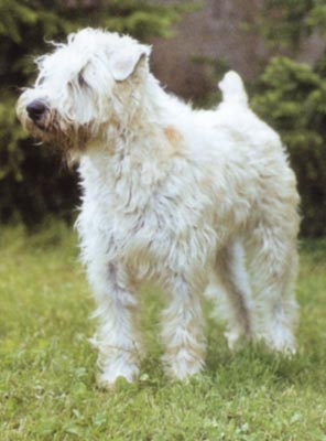 Irischer Soft Coated Wheaten Terrier