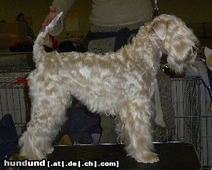 Irischer Soft Coated Wheaten Terrier Strongbows Finola Keeva