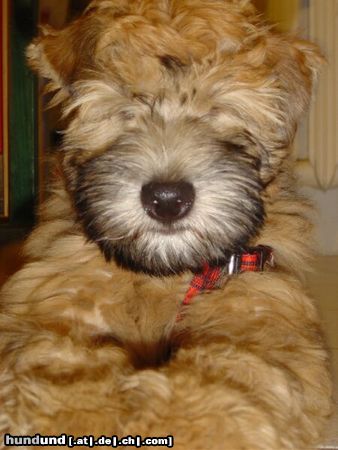 Irischer Soft Coated Wheaten Terrier close up  wheaten 