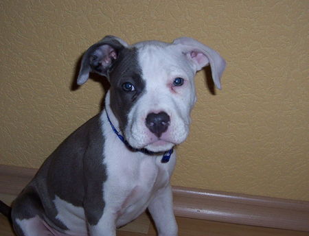 Staffordshire Bullterrier