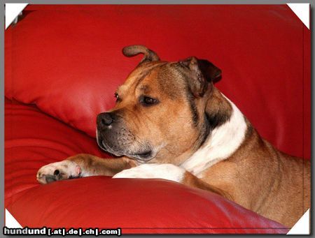 Staffordshire Bullterrier Machos Fernsehzeit