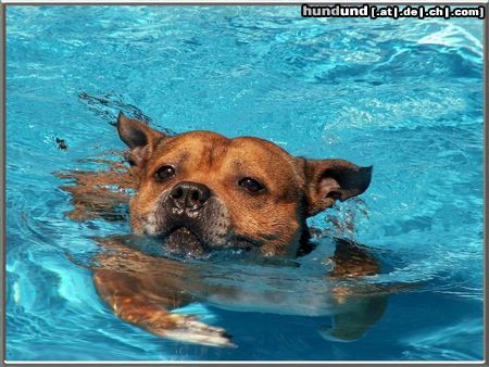 Staffordshire Bullterrier Der Schwimmer