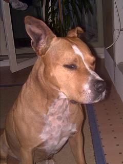 Staffordshire Bullterrier