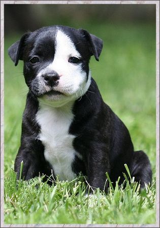 Staffordshire Bullterrier Buddystaff´s Big Bamboocha