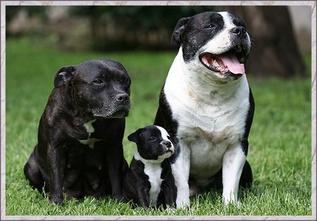 Staffordshire Bullterrier Mama,Tochter und Papa