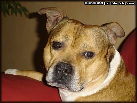 Staffordshire Bullterrier Was kuckst du