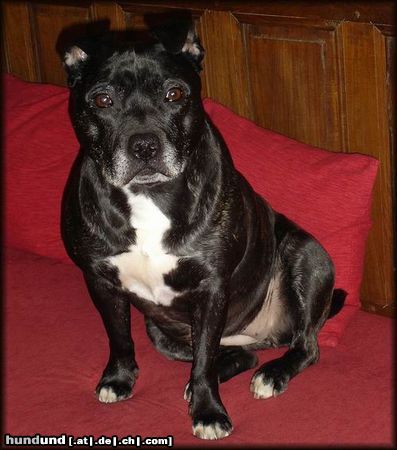 Staffordshire Bullterrier Hündin Brenda