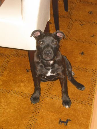 Staffordshire Bullterrier Anuba beim doof schauen!!