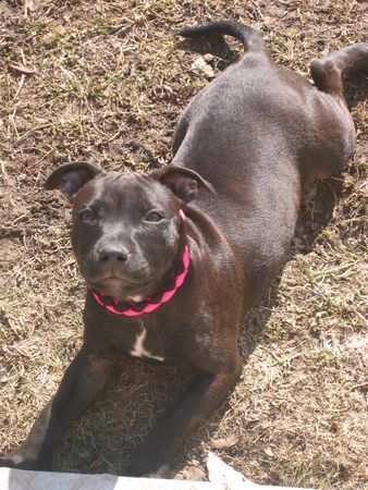 Staffordshire Bullterrier Meine schöne Maus!