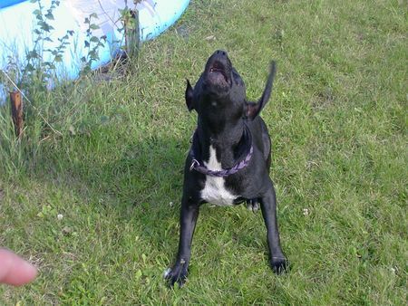 Staffordshire Bullterrier Ich werd der neue Superstar :-)