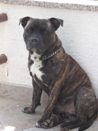 Staffordshire Bullterrier tyson 9 monate alt