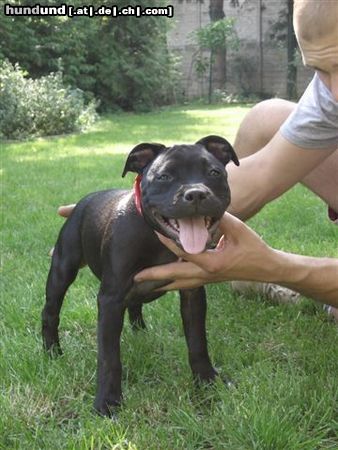 Staffordshire Bullterrier meine süße Maus