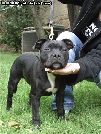 Staffordshire Bullterrier Meine Amy mit 4 1/2 Monaten