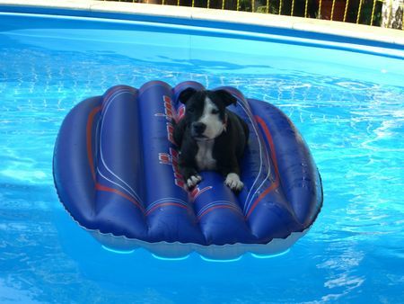 Staffordshire Bullterrier Bamboocha relaxt im Pool