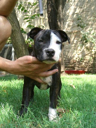 Staffordshire Bullterrier Buddystaff´s Big Bamboocha (Bamboocha) 15 Wo.alt