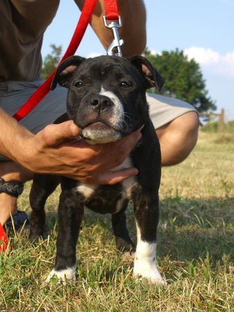 Staffordshire Bullterrier Buddystaff´s Bubble Bobble (Baxter) 15 Wo.alt