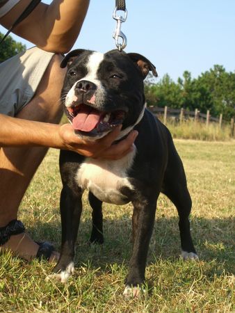 Staffordshire Bullterrier Buddystaff´s Agent Spot (Maxi) 15 Mo.alt