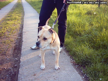 Staffordshire Bullterrier Meine Staff-Hündin, 9 Jahre alt