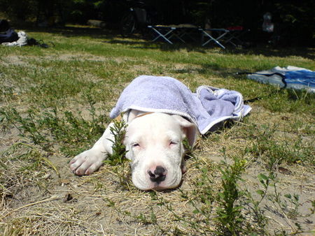 Staffordshire Bullterrier Bruno beim Baden