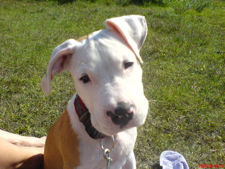 Staffordshire Bullterrier Bruno (2,5 Mon.)